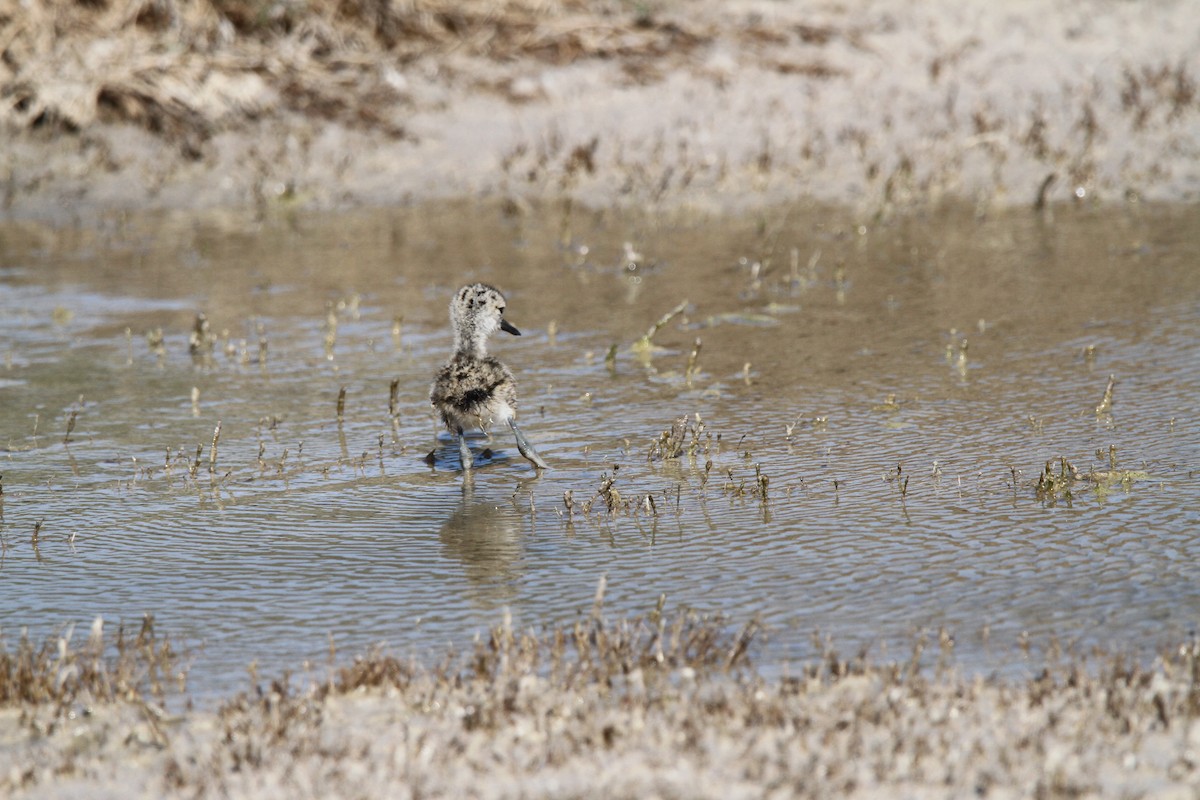 Black-necked Stilt (Hawaiian) - ML635479609