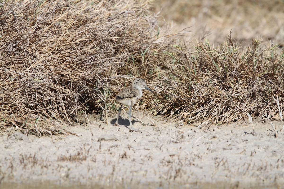 Black-necked Stilt (Hawaiian) - ML635479610