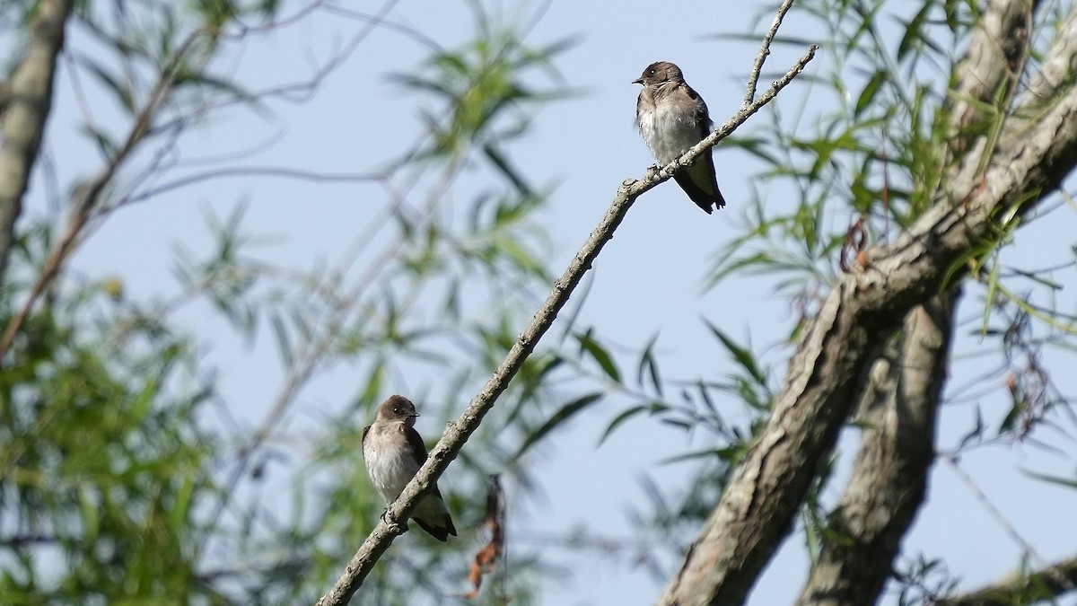 Northern Rough-winged Swallow - ML635479611