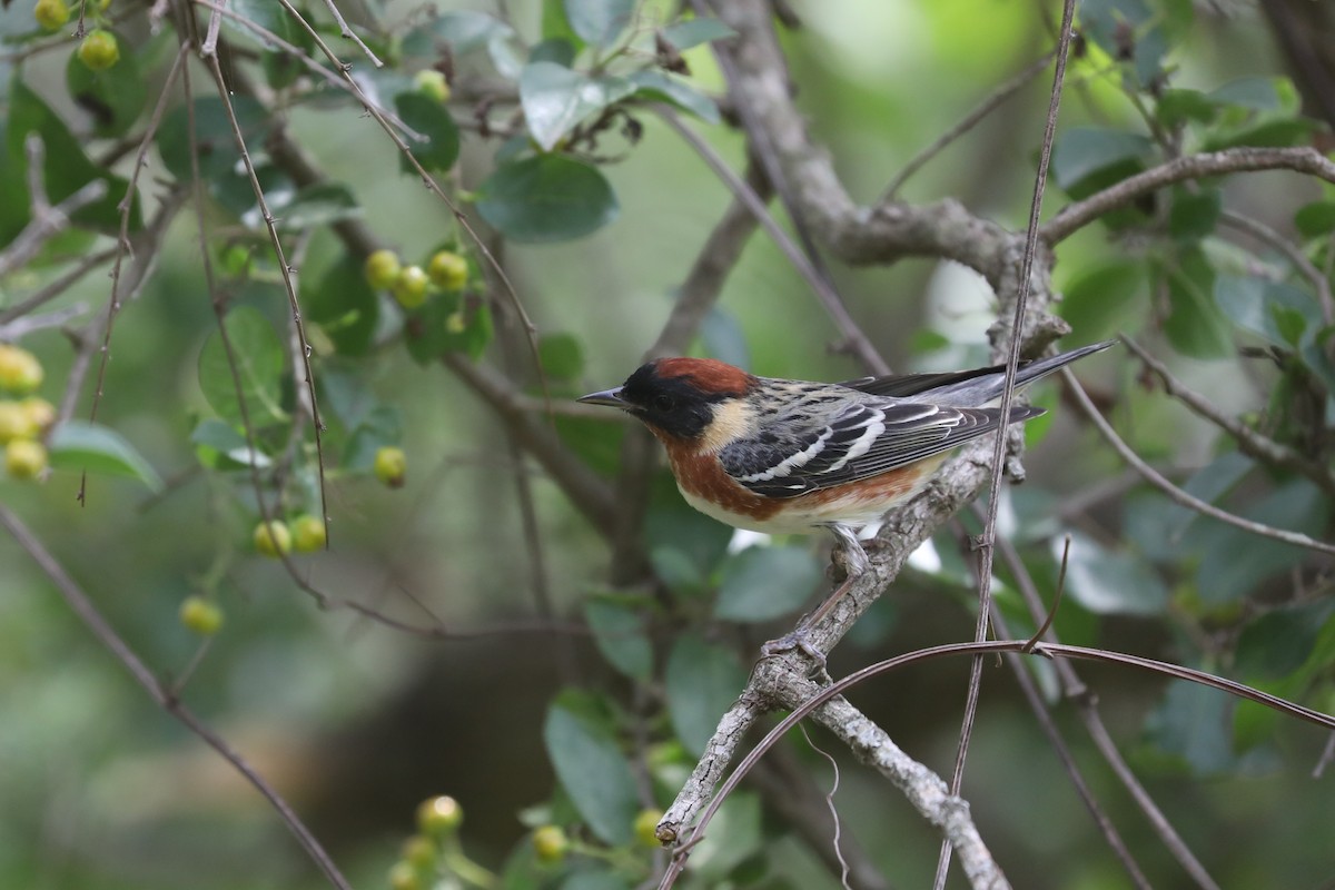 Bay-breasted Warbler - ML635479631