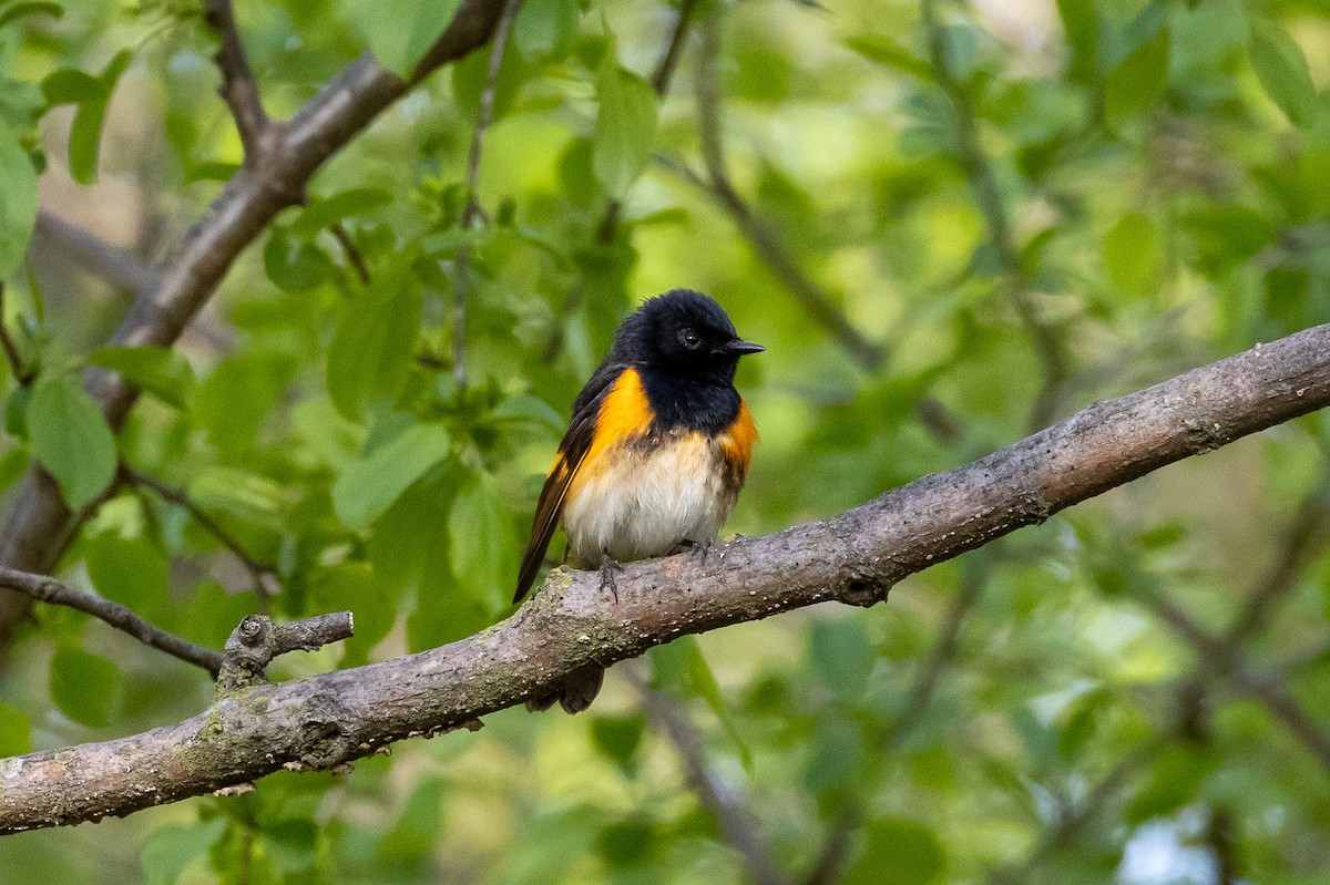 American Redstart - ML635479632