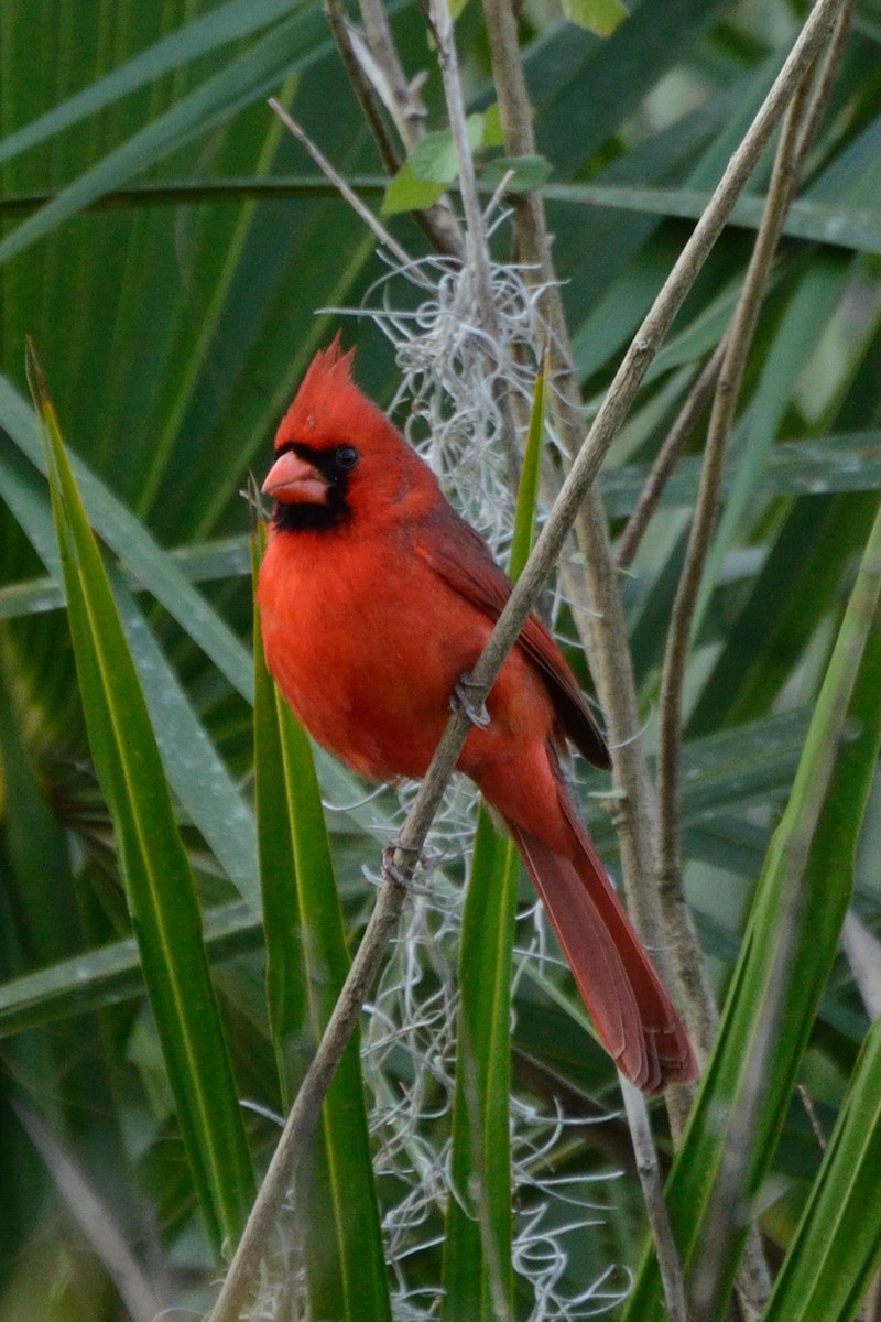Cardenal Norteño - ML635479649