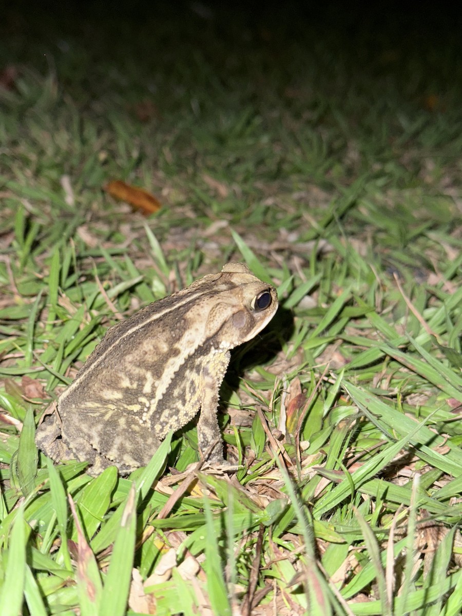 Animals - ML635479661