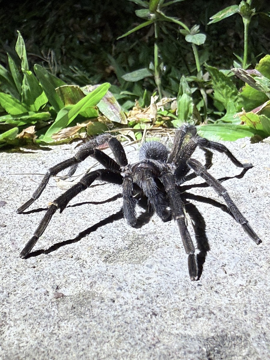 Animals - ML635479662