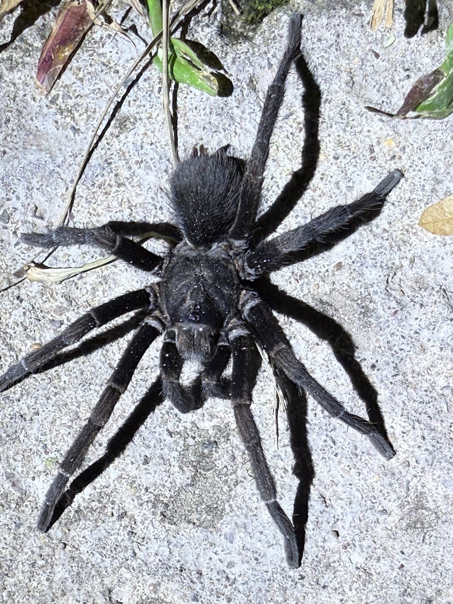 Animals - ML635479665