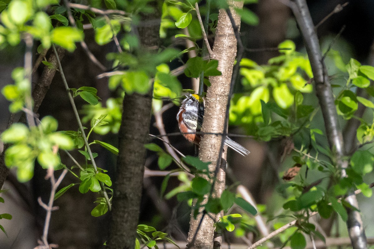 Chestnut-sided Warbler - ML635479667