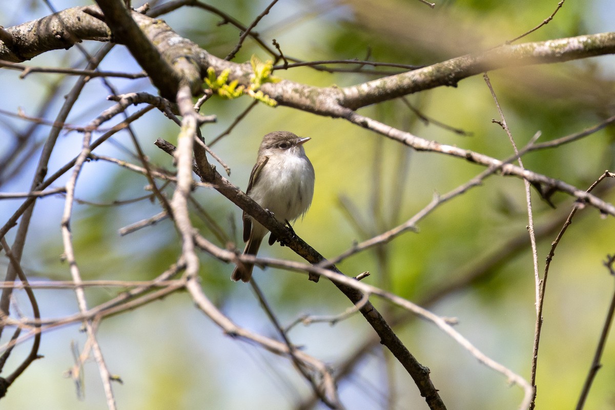 Least Flycatcher - ML635479681
