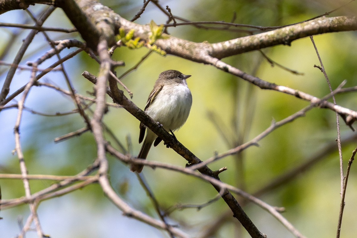 Least Flycatcher - ML635479683