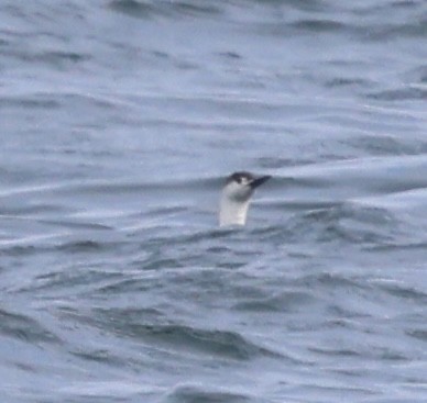 Red-throated Loon - ML635479702