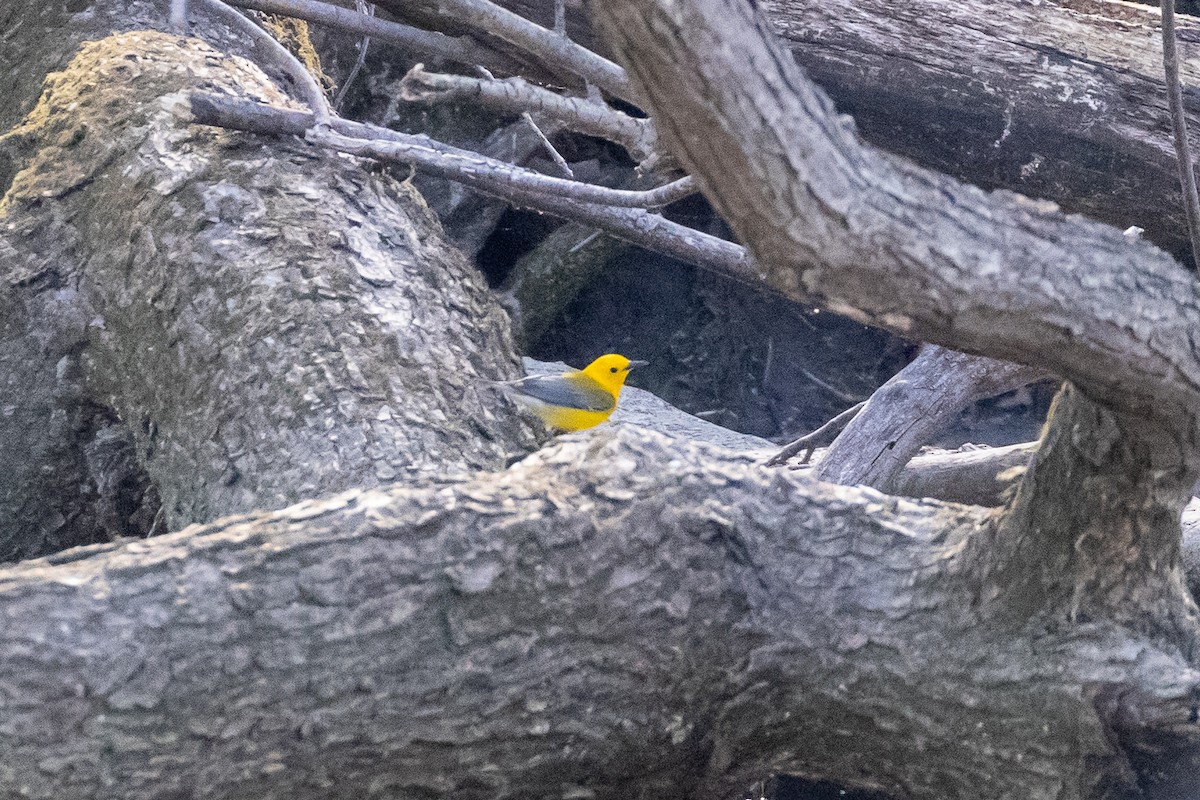 Prothonotary Warbler - ML635479709