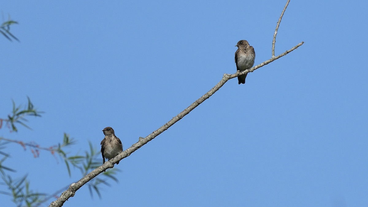 Northern Rough-winged Swallow - ML635479715