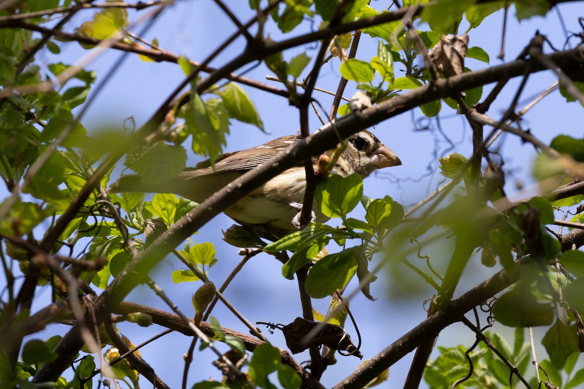 Rose-breasted Grosbeak - ML635479719