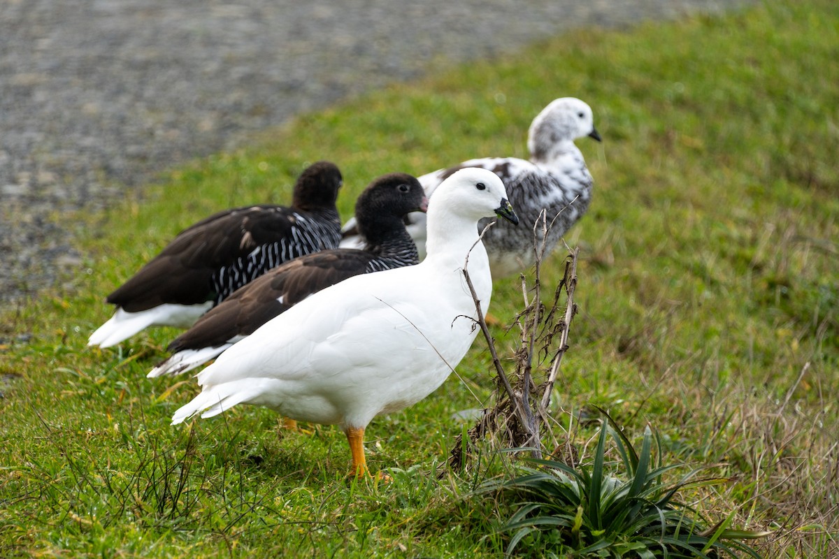 Kelp Goose - ML635479720