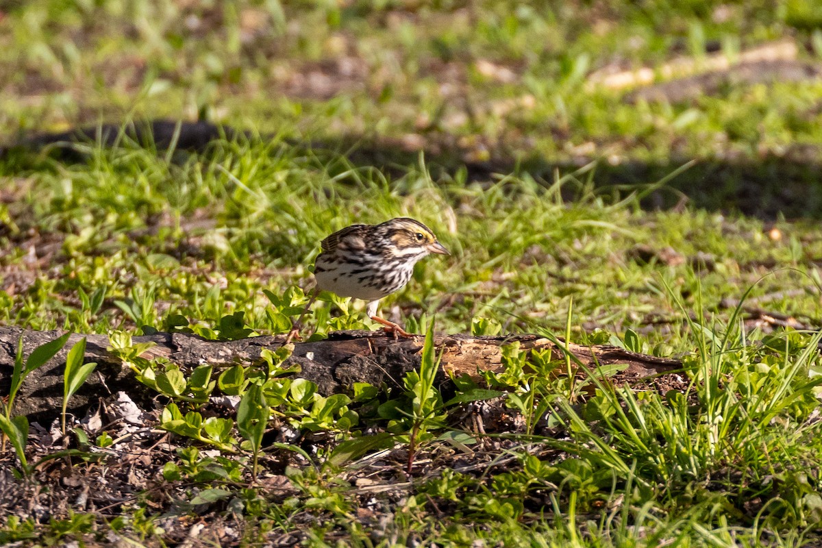 Savannah Sparrow - ML635479736