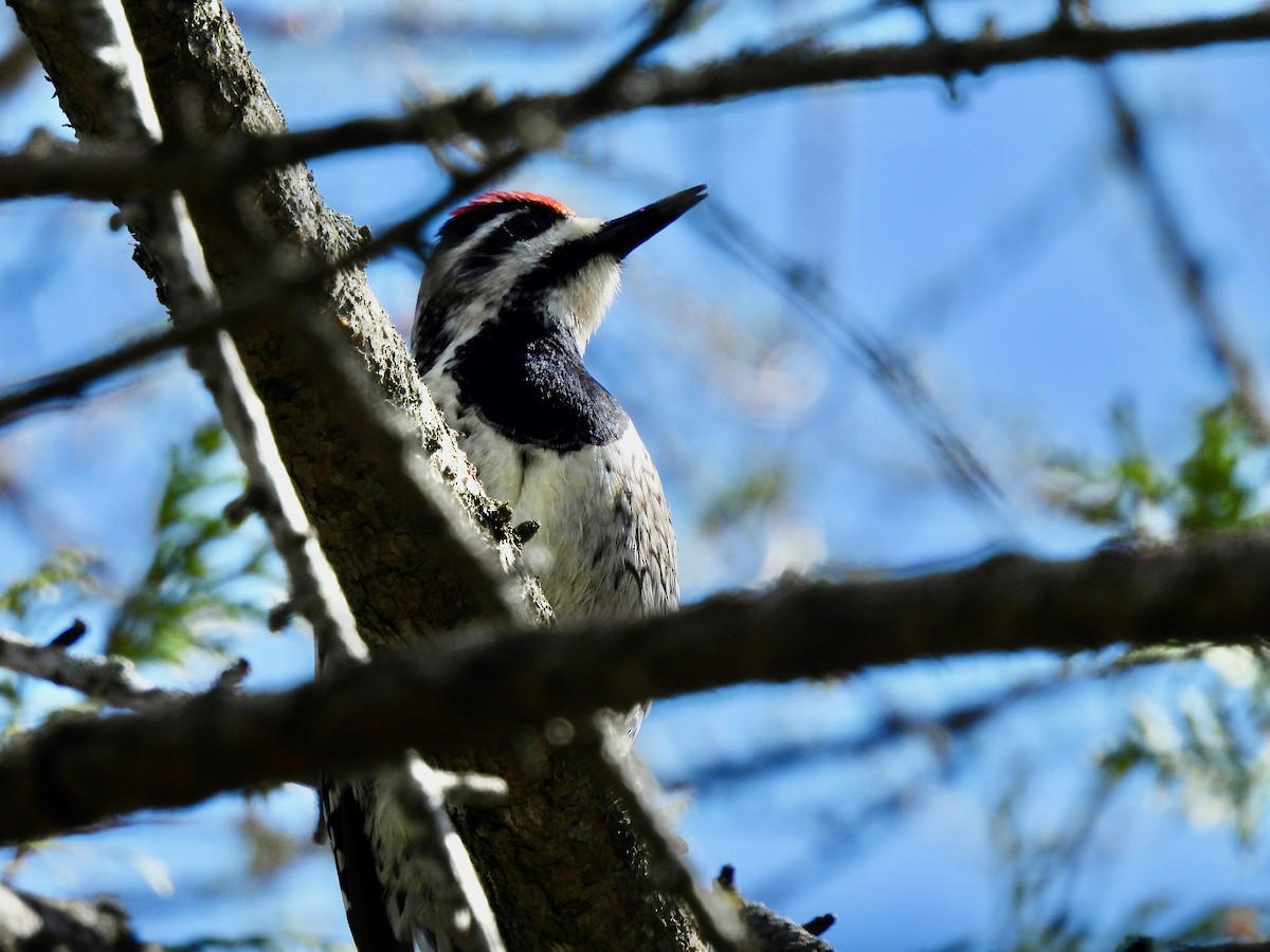 Yellow-bellied Sapsucker - ML635479782