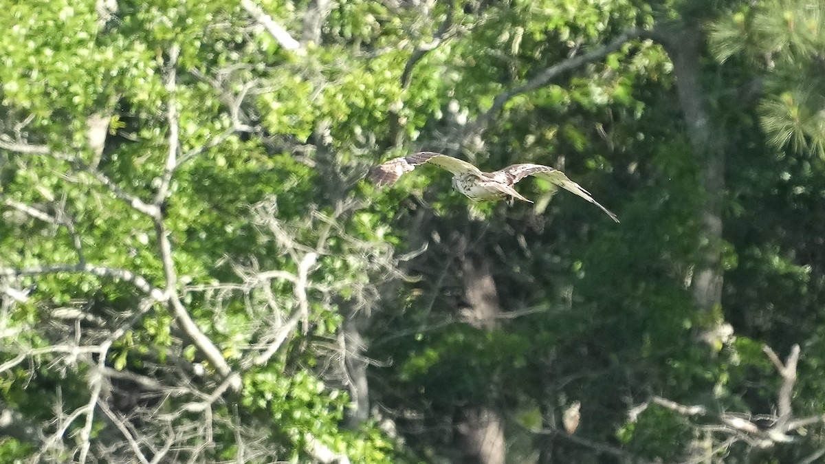 Red-tailed Hawk - ML635479798