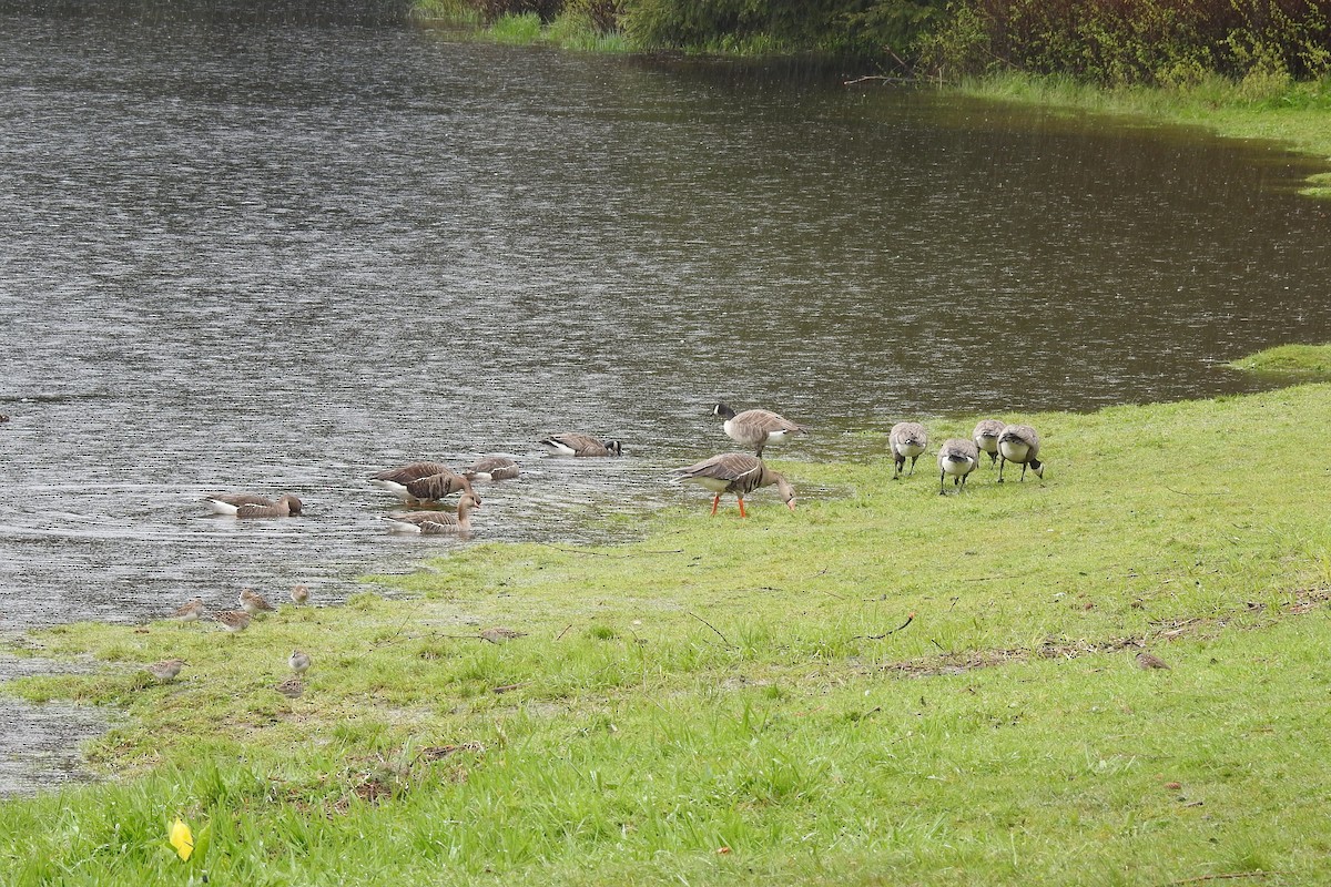 Cackling Goose (minima) - ML635479806