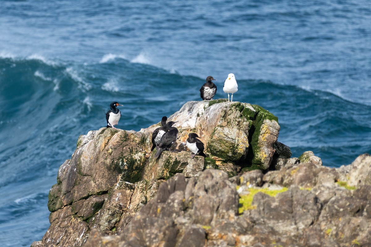 Magellanic Cormorant - ML635479903