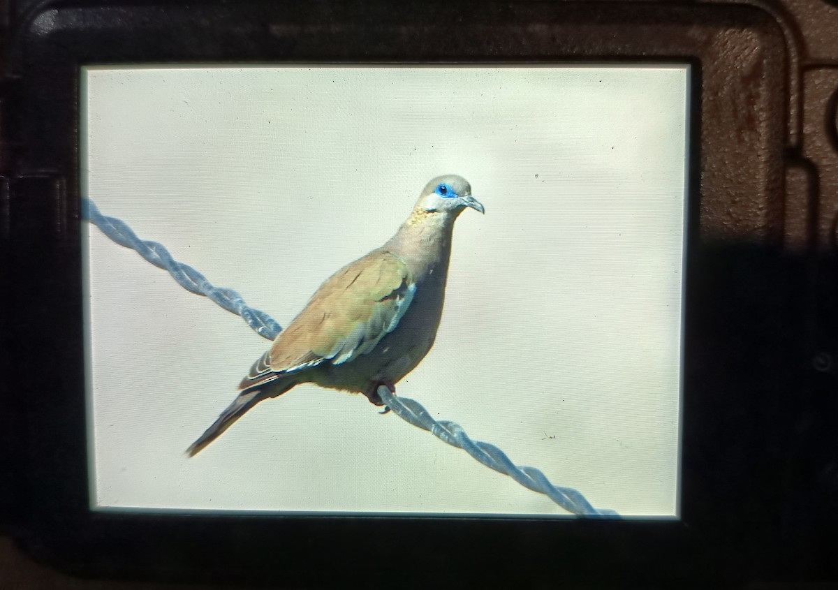 West Peruvian Dove - ML635479905