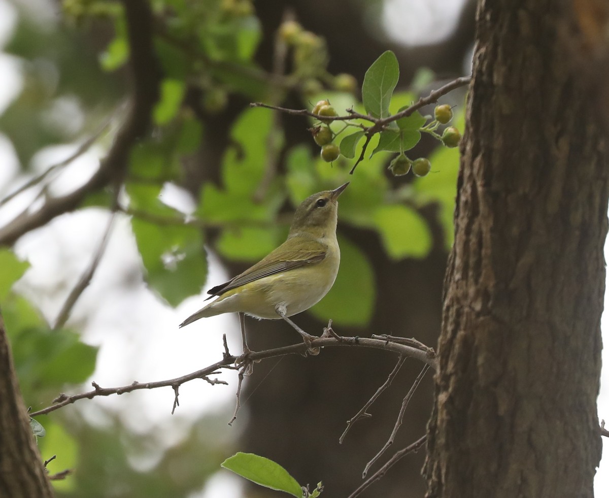 Tennessee Warbler - ML635479919