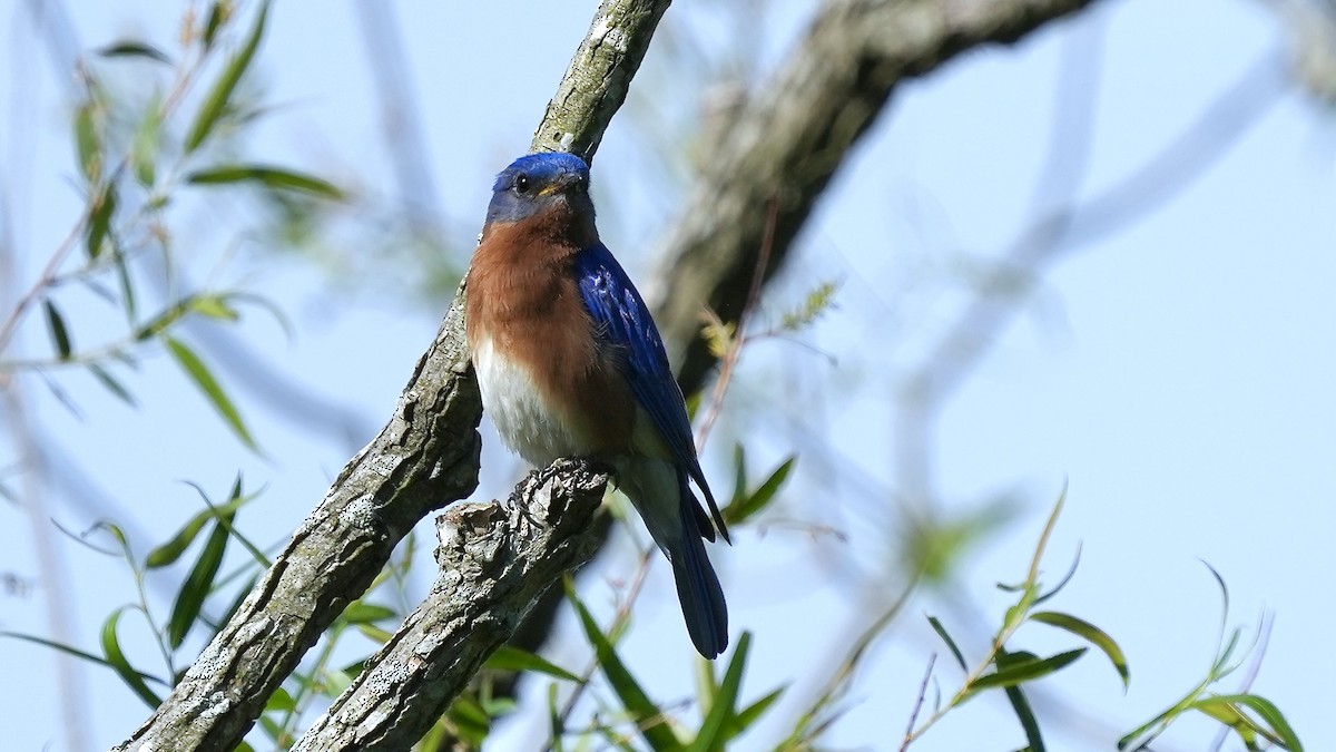 Eastern Bluebird - ML635479928