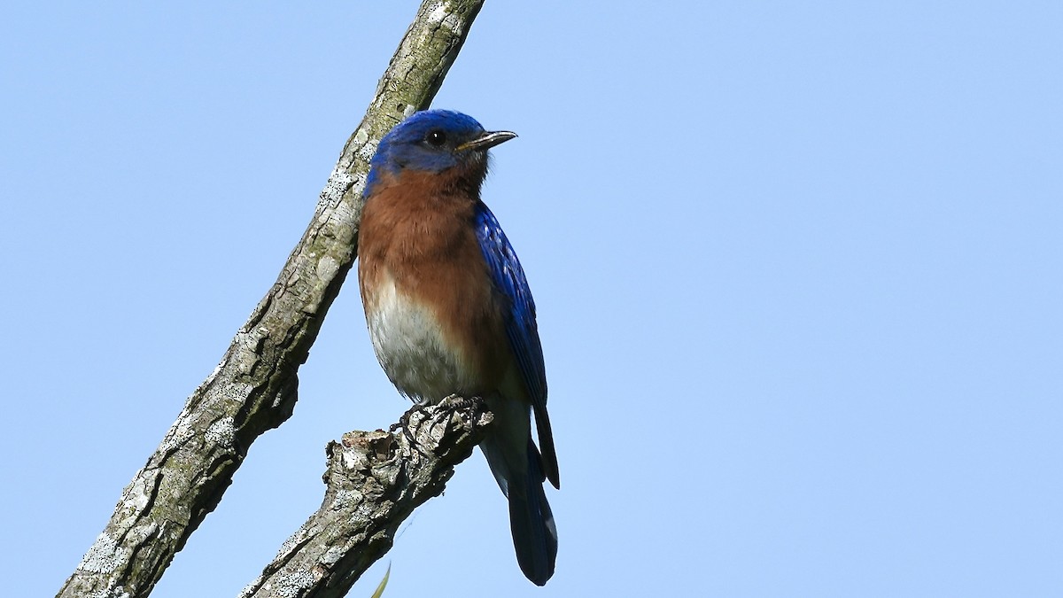 Eastern Bluebird - ML635479955