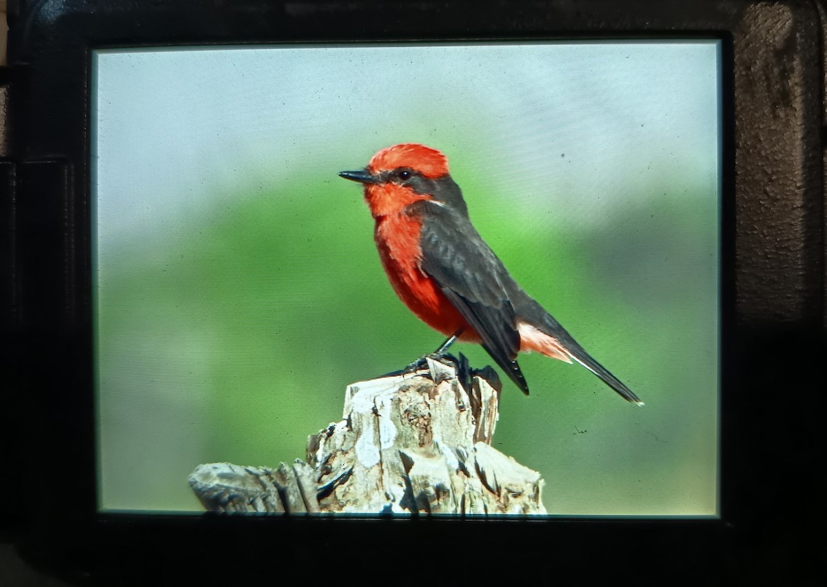 Vermilion Flycatcher - ML635479980