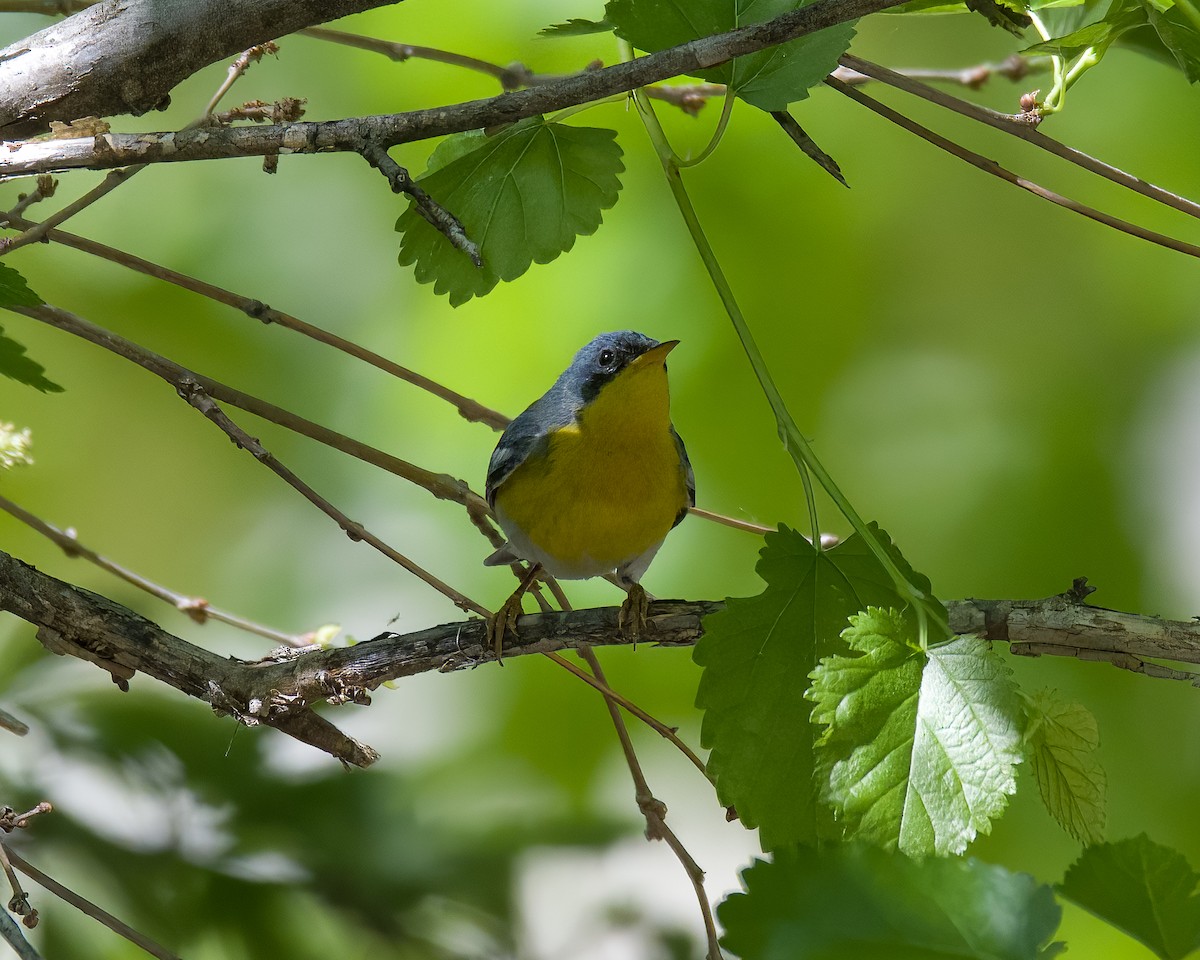 Tropical Parula - ML635479983