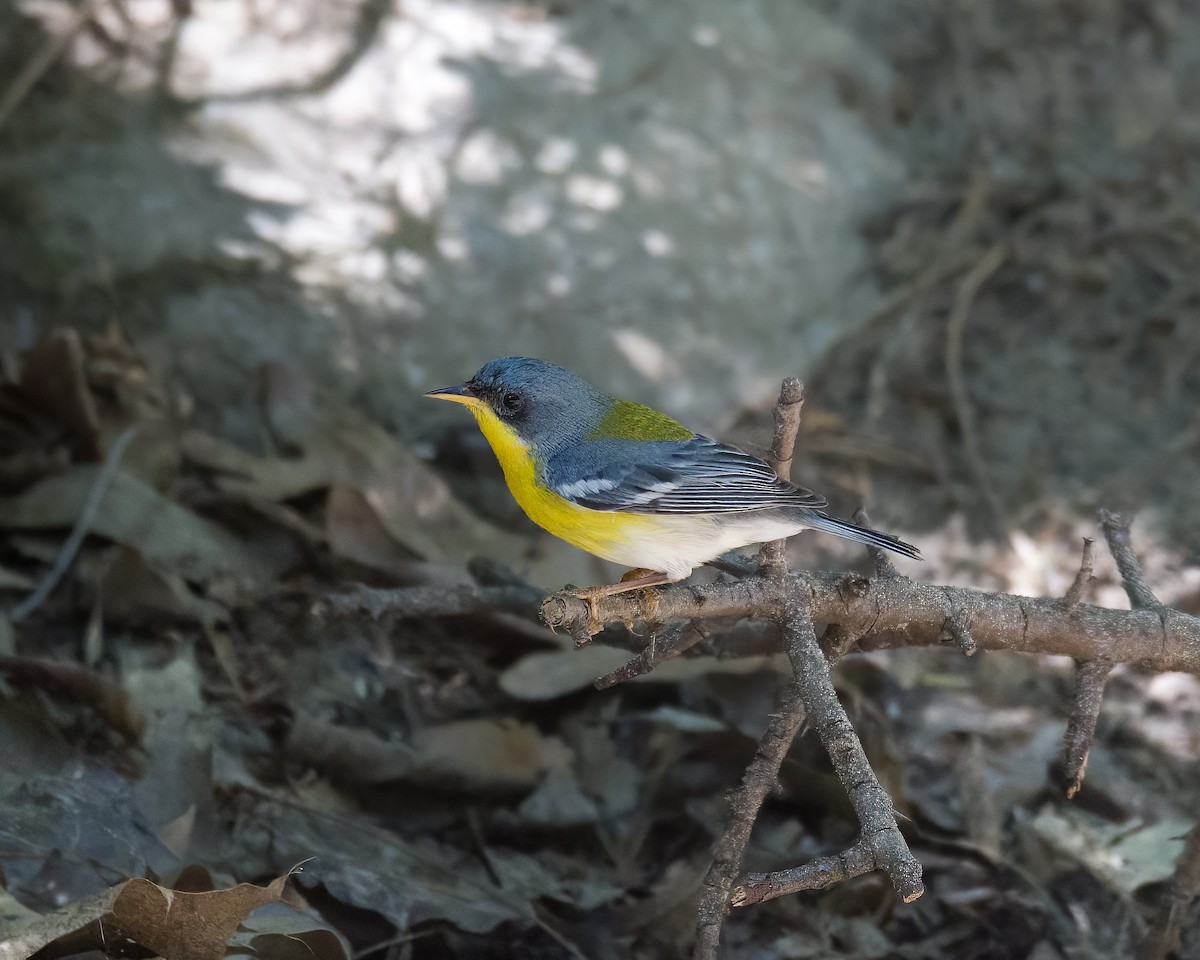 Tropical Parula - ML635479985