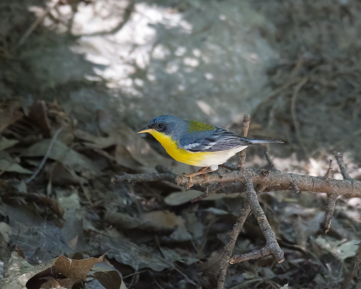 Tropical Parula - ML635479987