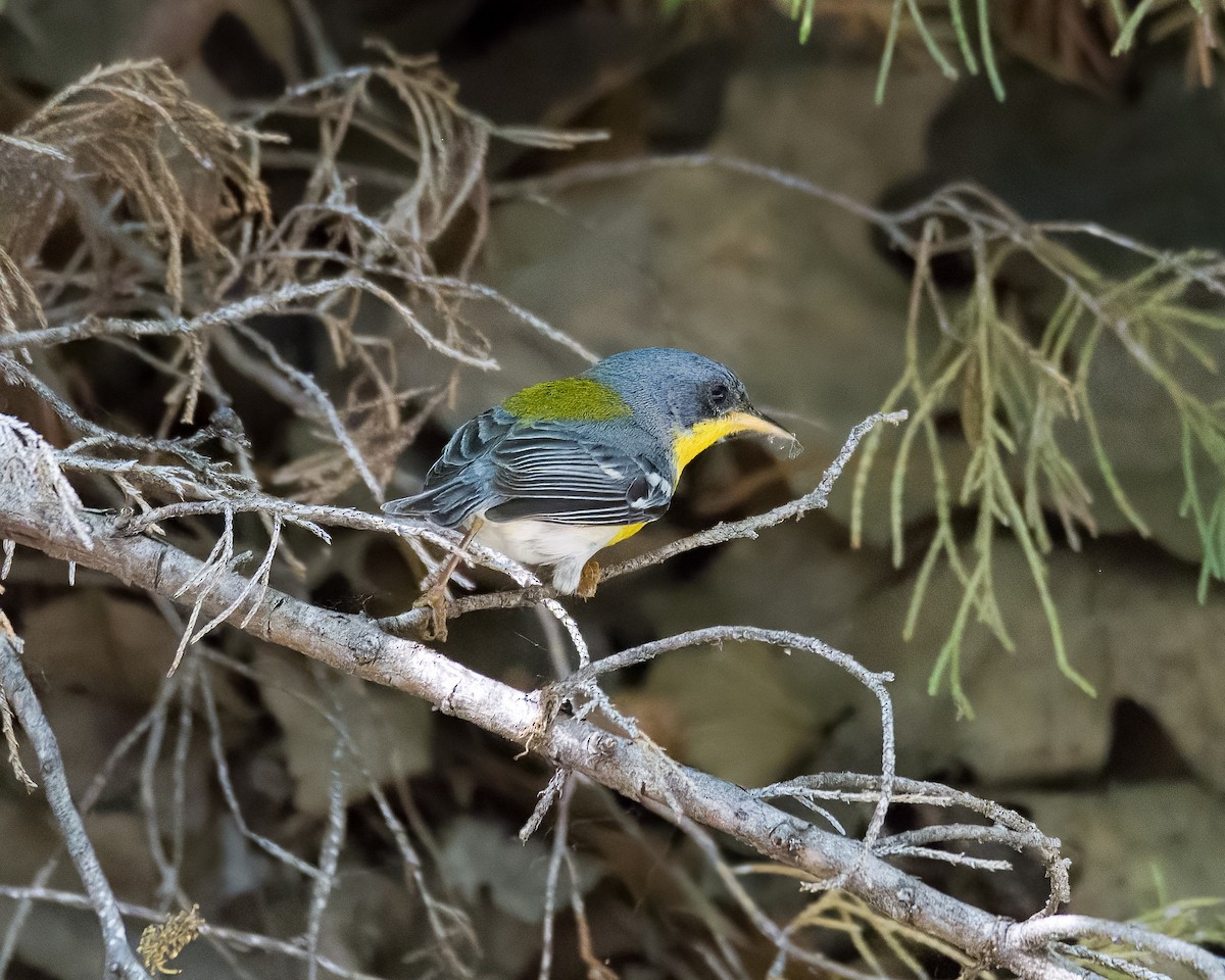 Tropical Parula - ML635479989