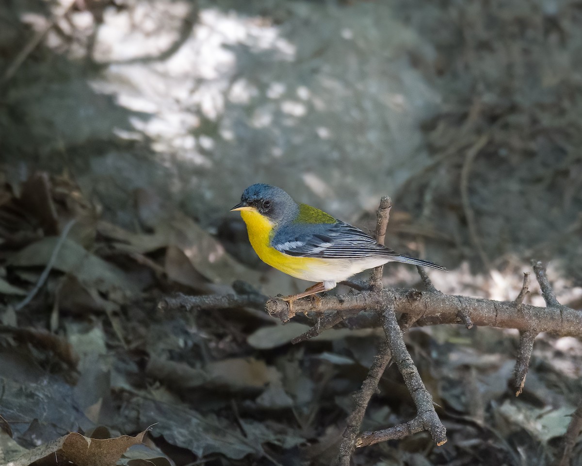 Tropical Parula - ML635479990