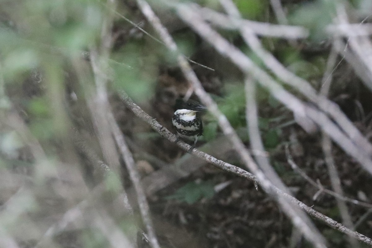 Green Kingfisher - ML635480002