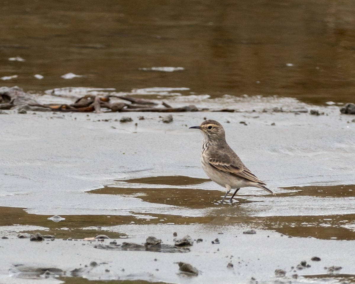 Common Miner - ML635480027