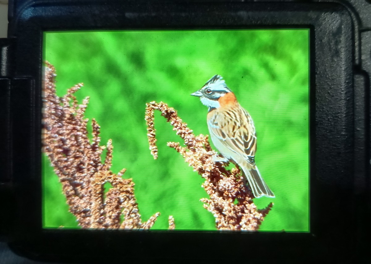 Rufous-collared Sparrow - ML635480094