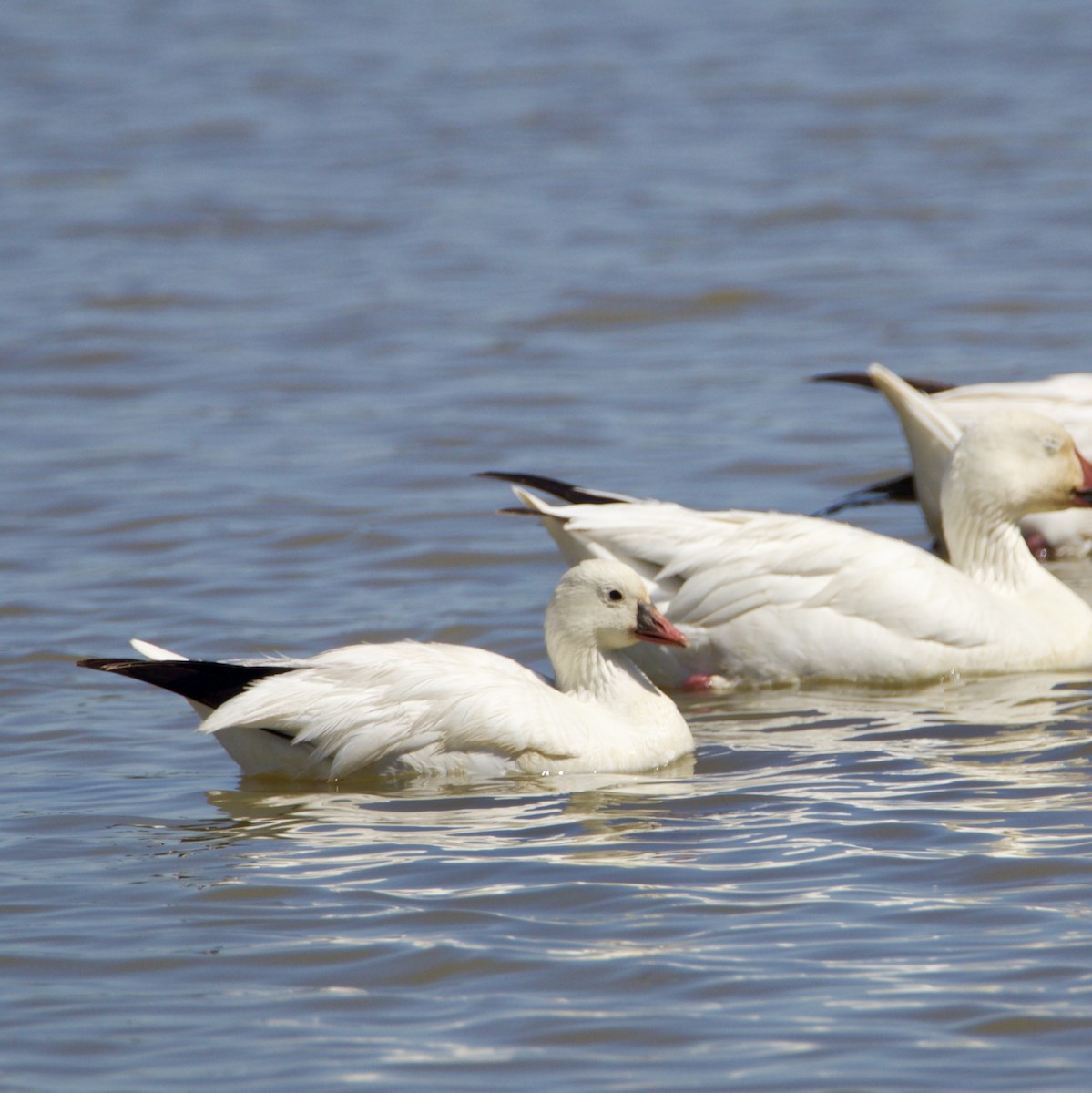 Ross's Goose - ML635480112