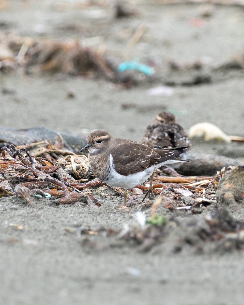 Rufous-chested Dotterel - ML635480115