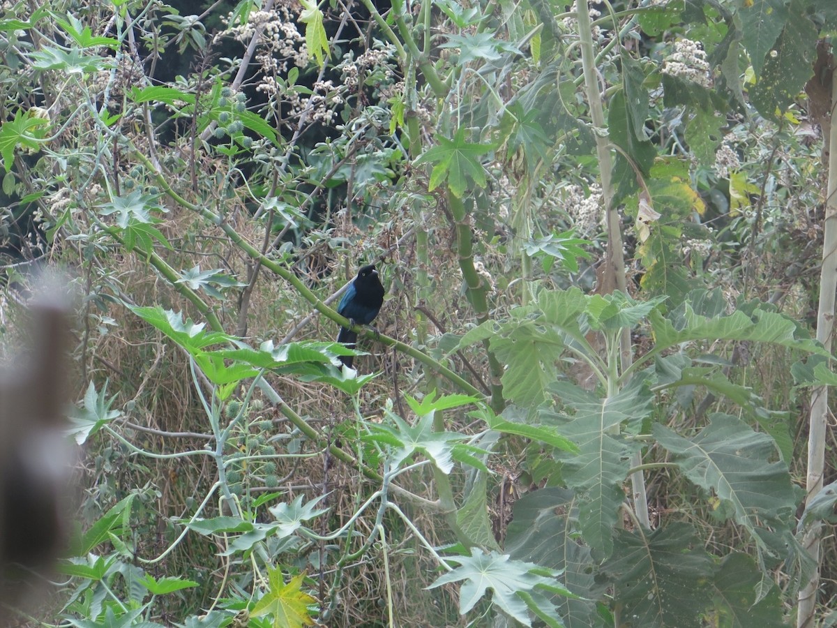 Bushy-crested Jay - ML635480138
