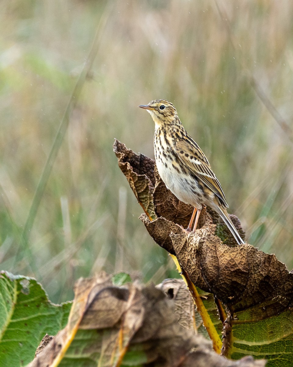 Correndera Pipit - ML635480152