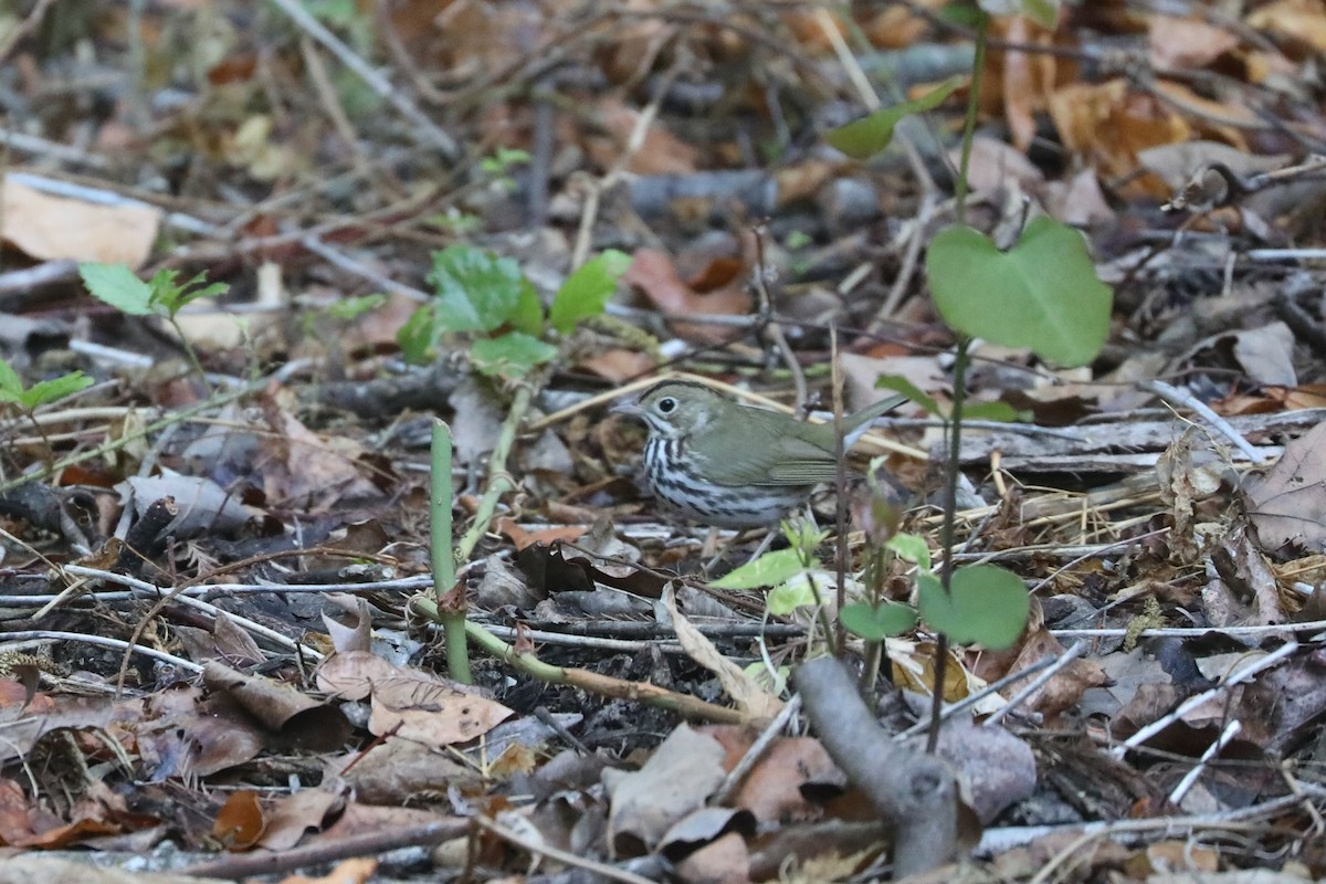 Ovenbird - ML635480243