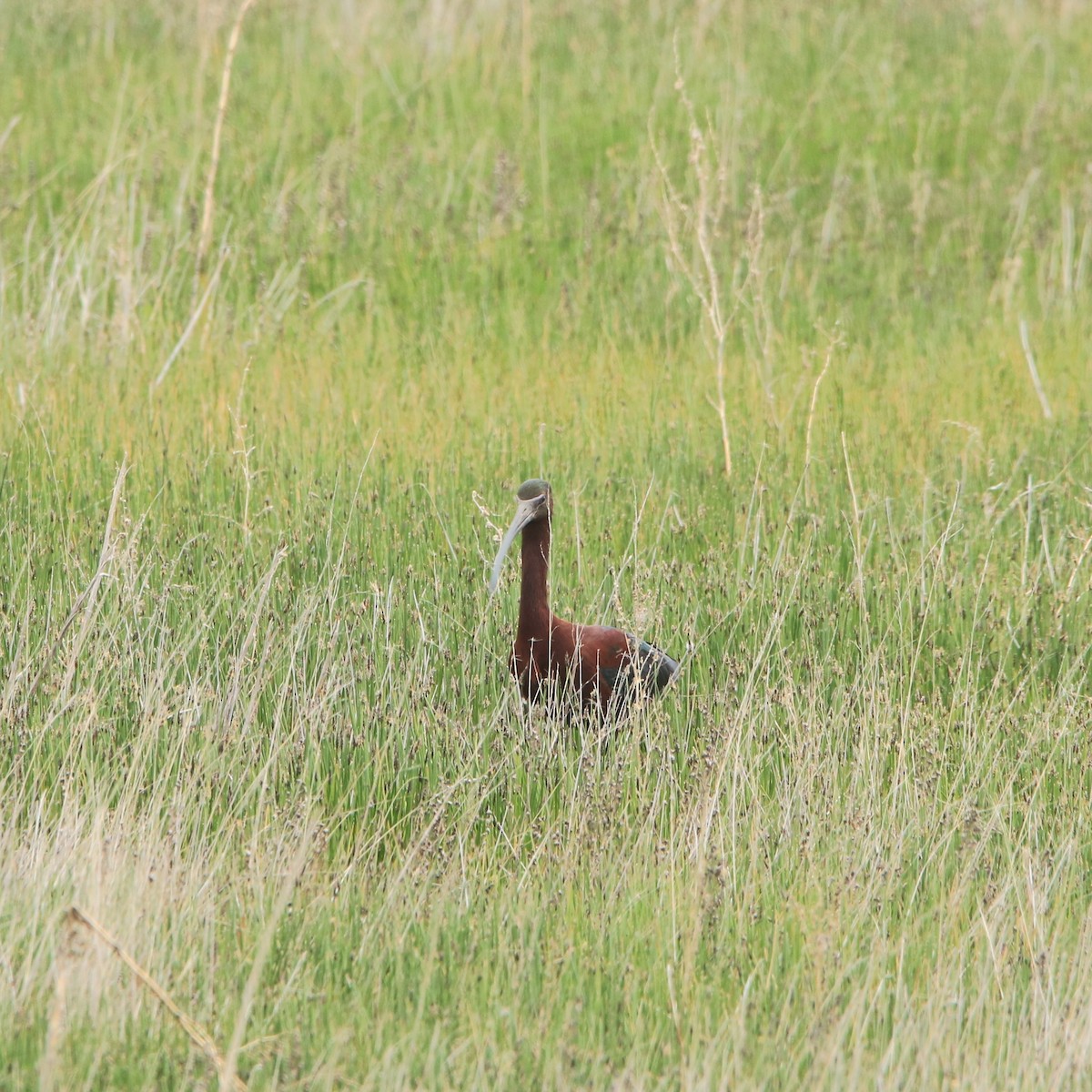 Glossy Ibis - ML635480401