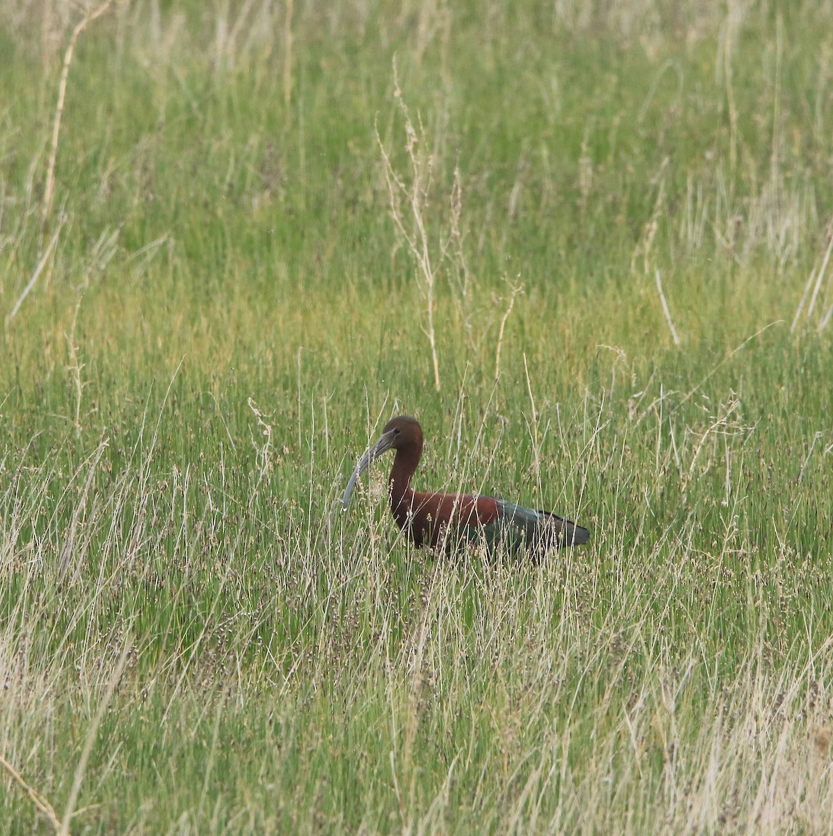 Glossy Ibis - ML635480413