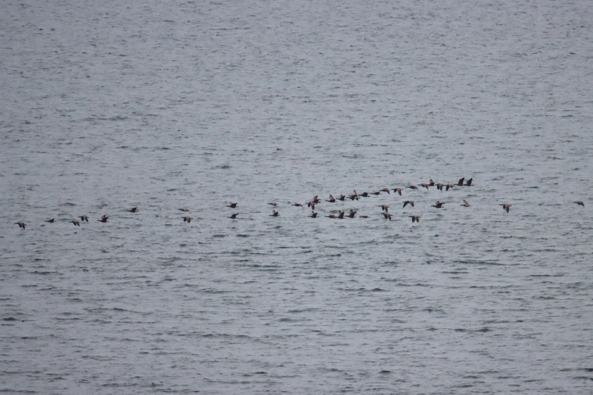 Cackling Goose - ML635480481
