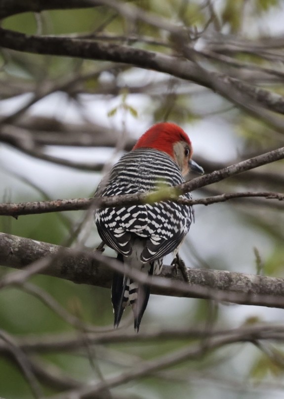 Red-bellied Woodpecker - ML635480487