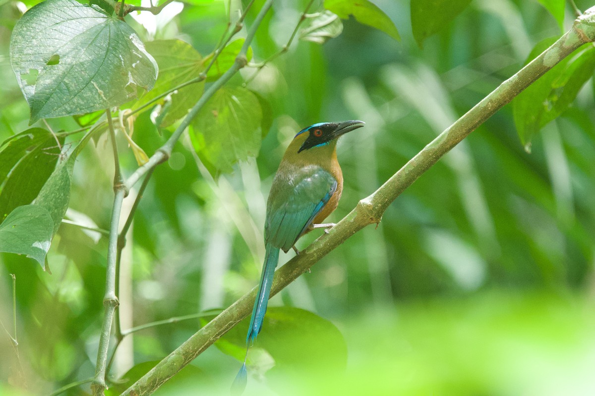 Whooping Motmot - ML635480543
