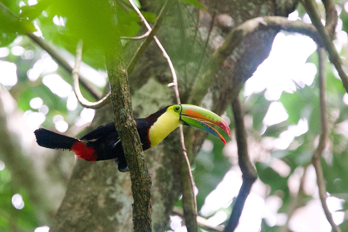 Keel-billed Toucan - ML635480581