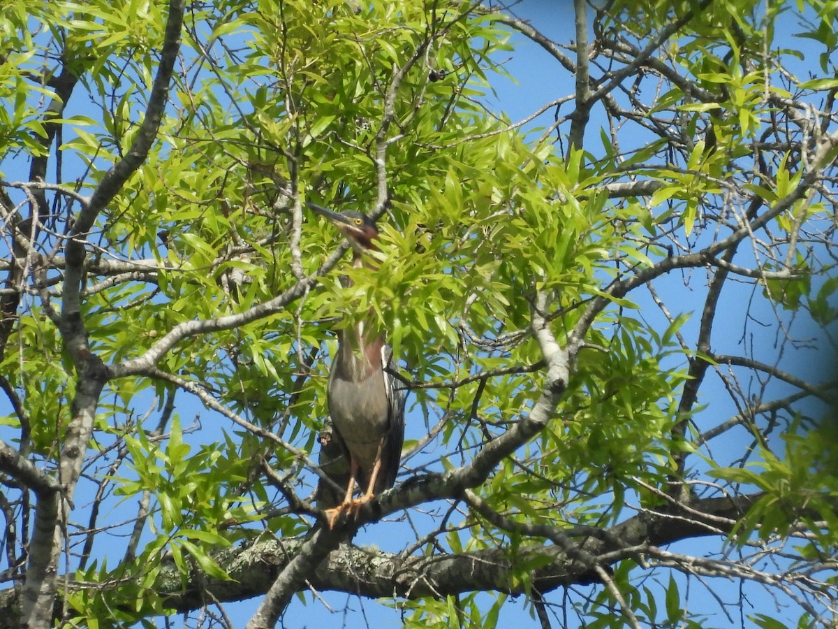 Green Heron - ML635480599