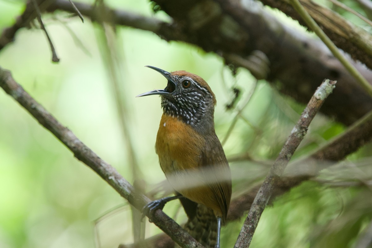 Rufous-breasted Wren - ML635480639