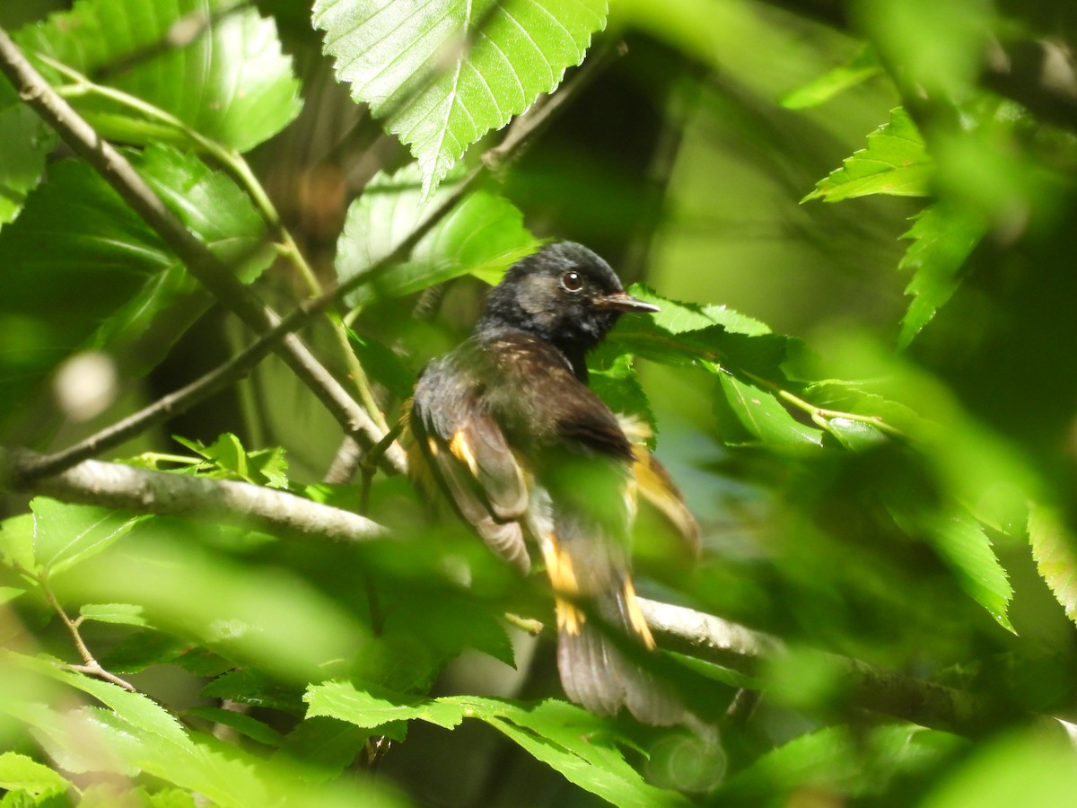 American Redstart - ML635480650