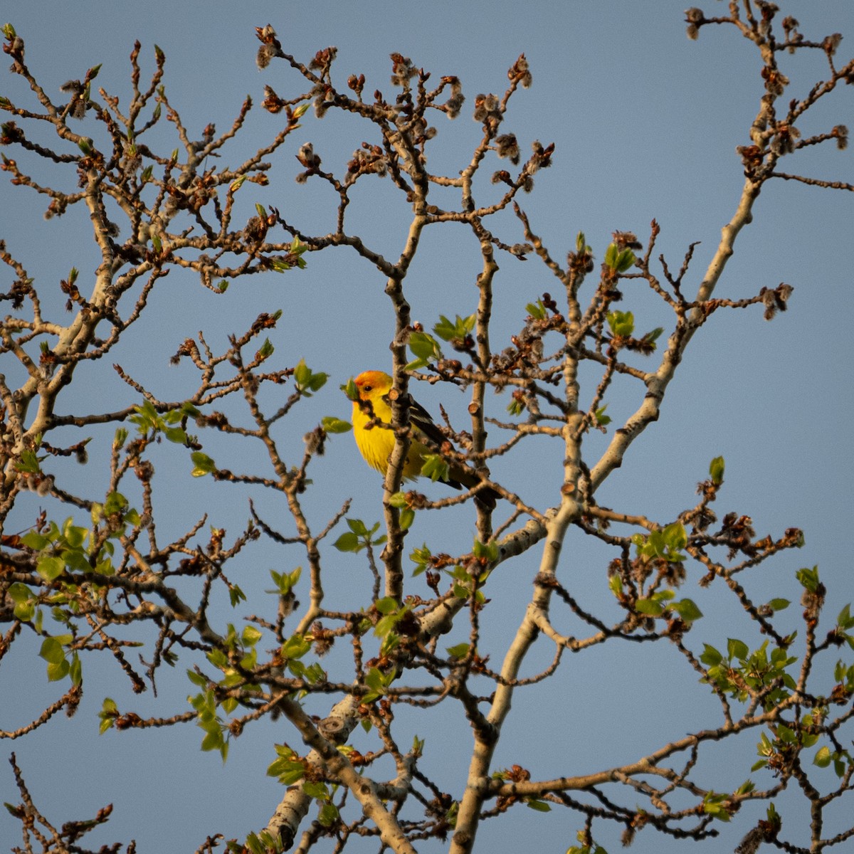 Western Tanager - ML635480671